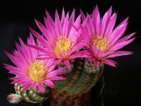 Thumbnail of 1326_Echinocereus weinbergii_20150612_02(1).JPG